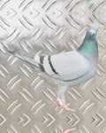 Merci - Carte Postale Pigeon