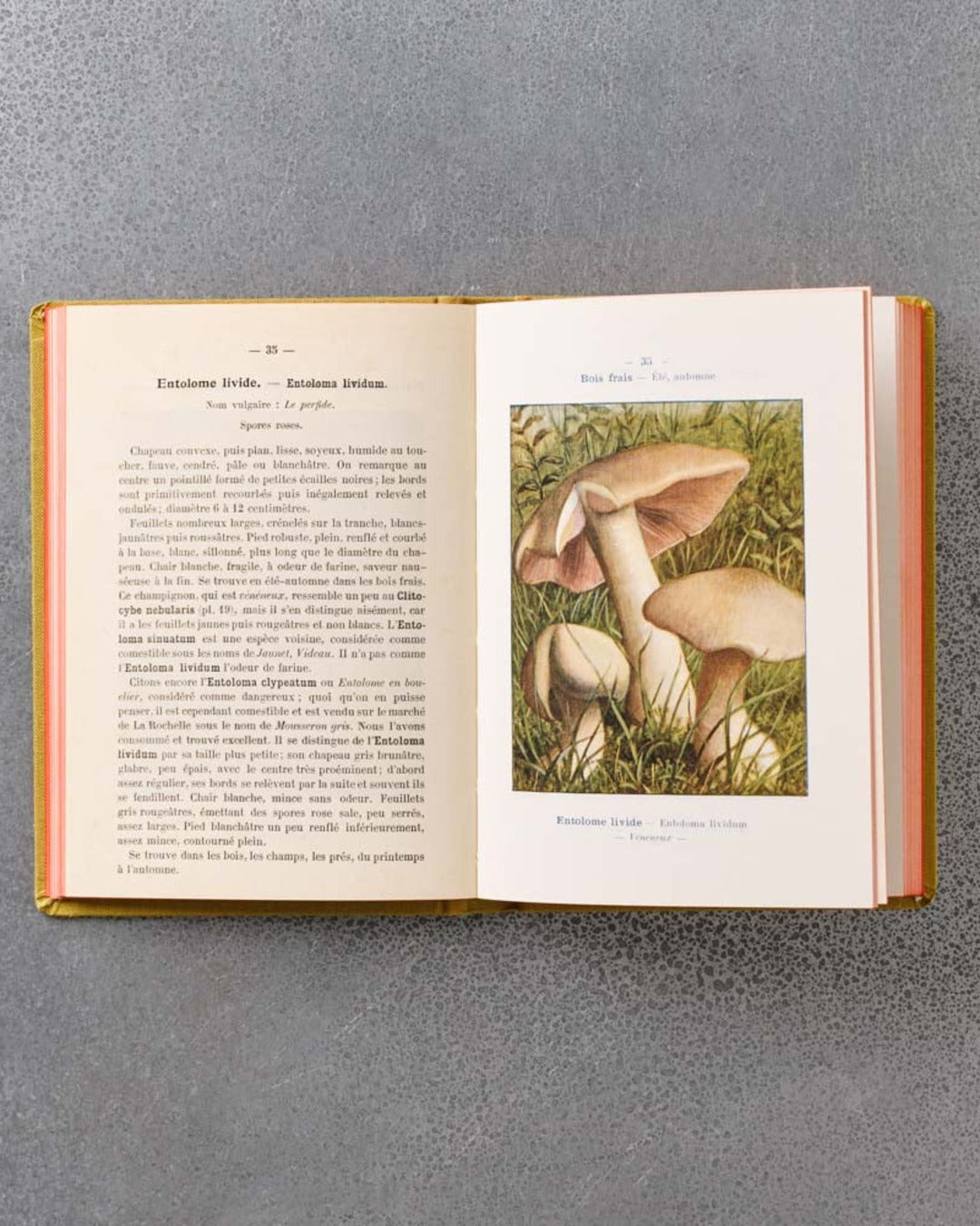 Bibliomane - Livre Atlas Champignons