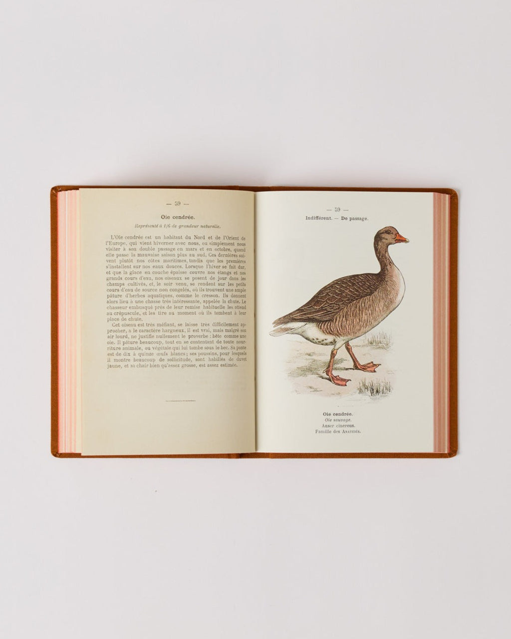 Bibliomane - Livre Atlas Oiseaux De France