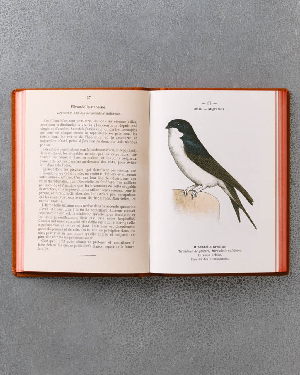 Bibliomane - Livre Atlas Oiseaux De France