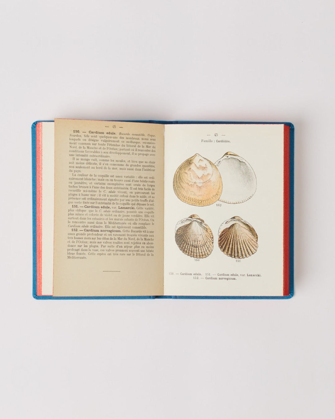 Bibliomane - Atlas Book - Coastal Shells