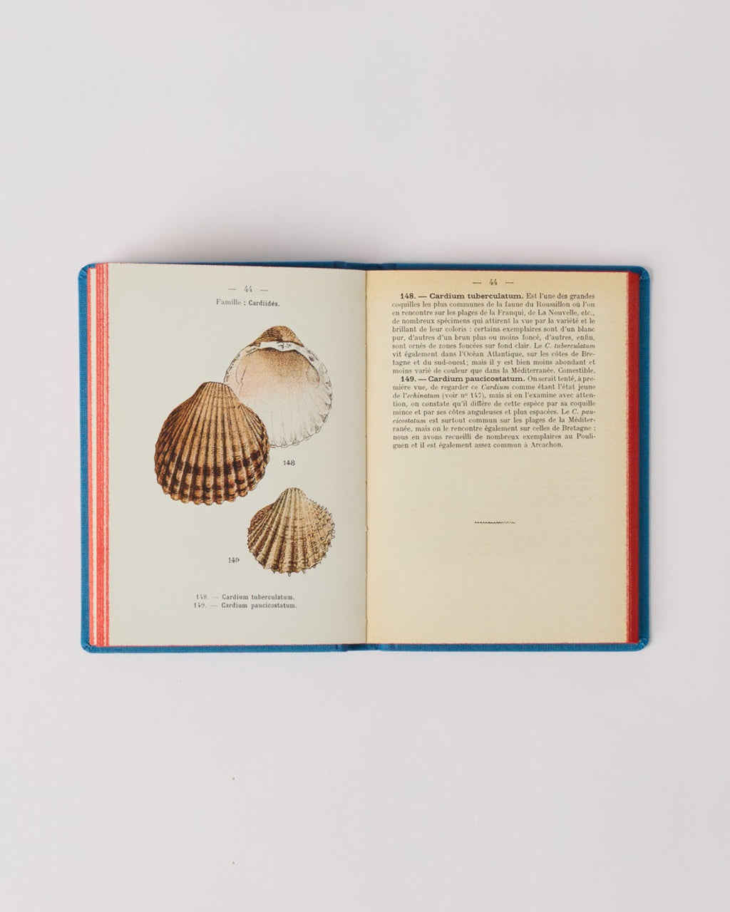 Bibliomane - Atlas Book - Coastal Shells