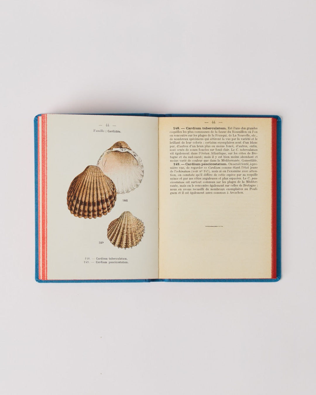 Bibliomane - Atlas Book - Coastal Shells