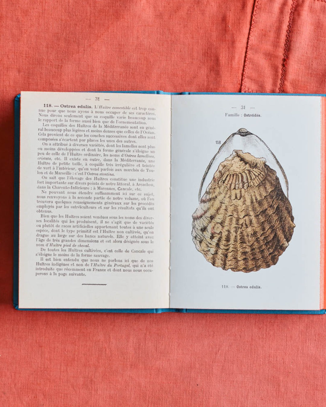 Bibliomane - Atlas Book - Coastal Shells
