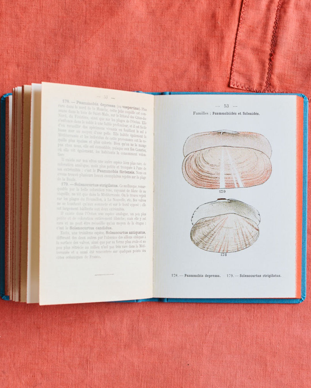 Bibliomane - Atlas Book - Coastal Shells