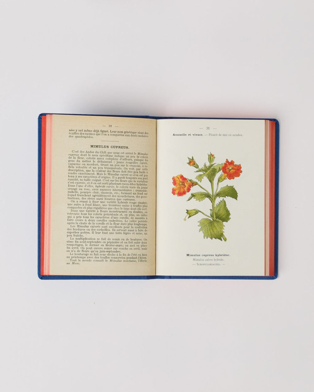 Bibliomane - Atlas Book - Garden Flowers