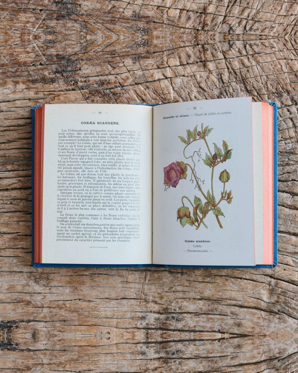 Bibliomane - Atlas Book - Garden Flowers