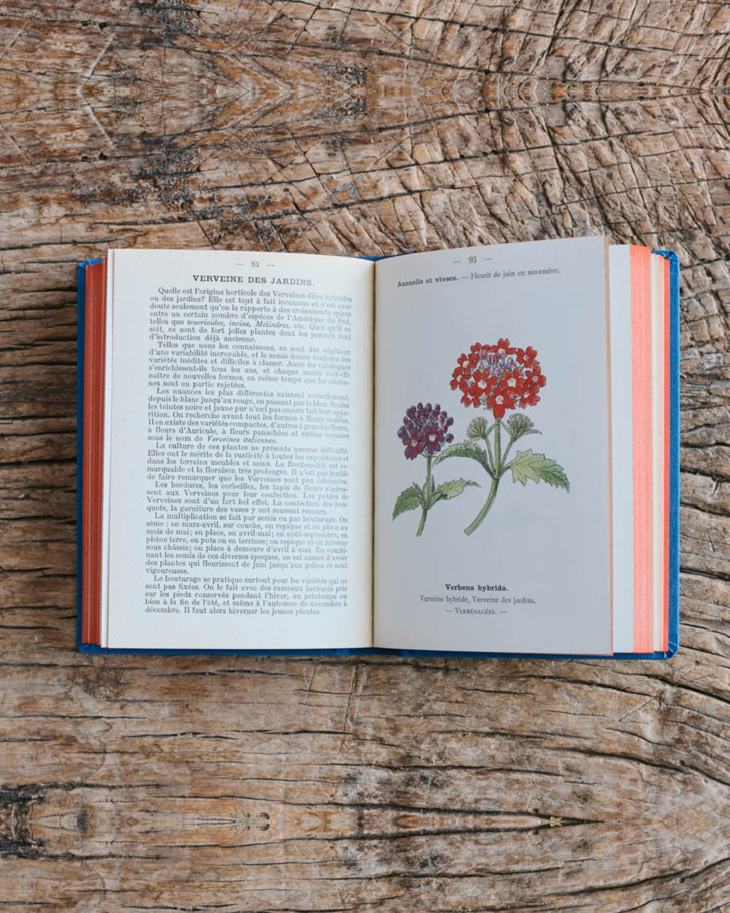 Bibliomane - Atlas Book - Garden Flowers
