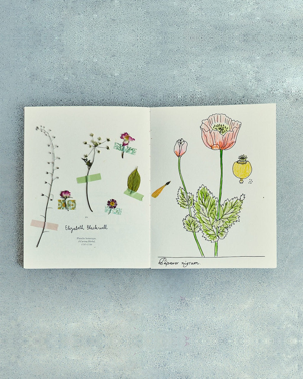 Hachette Editions - Book - Fleurs by Zoé de las Cases